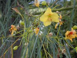 Image result for Parkinsonia aculeata