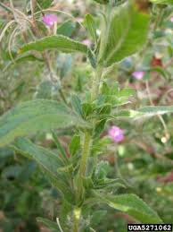 Image result for Epilobium hirsutum