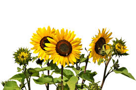 Image result for free image flowers