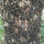 Image result for Spirostachys