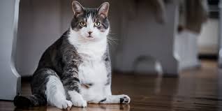 Learn more about average cat weight and how to determine the right size to keep your cat healthy. How Much Should A Cat Weigh Cat Care Tips The Rescue Vets