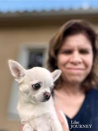 It may look like I'm doing nothing, but in my head, I'm quite busy.😏 Like  my FB page Whiskey le chihuahua :)