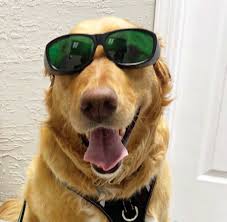 NORCAL GOLDEN RETRIEVER RESCUE