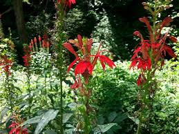 Image result for Lobelia blantyrensis