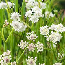 Image result for Oenanthe