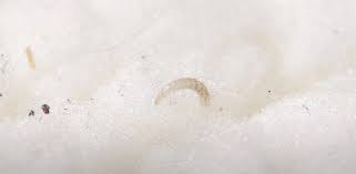 Can Fleas Live In Leather Furniture
