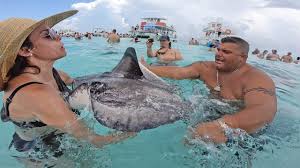 Other species flap their fins like bird wings and fly through the water. Aggressive Stingray Attacks My Wife Grand Cayman Island Youtube