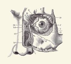 Diagrams of two human lungs, vintage engraved illustration. Human Eye And Tear Duct Diagram Vintage Anatomy 2 Drawing By Vintage Anatomy Prints
