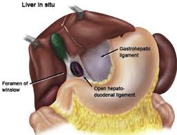 Injuries to the rib, liver or kidney problems, digestive system related problems, costochondritis, ulcers, crohn's disease etc. Liver Anatomy Abstract Europe Pmc