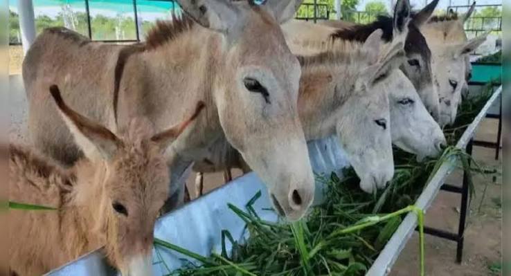 Donkey Farming Scam: Victims Demand Government Intervention to Recover Lost Investments | Hyderabad News - Times of India