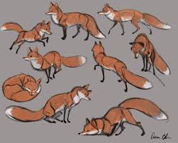 From My Lecture On Gesture Drawing Foxes Get My Entire Series On How To Draw Wolves Coyotes And Foxes Mon Animal Drawings Animal Sketches Fox Drawing Sketches