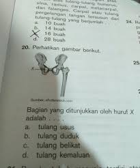 Rangka anggota gerak berfungsi untuk melakukan banyak gerak. Bagian Yang Ditunjukan Oleh Huruf X Adalah Brainly Co Id