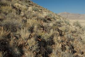 Image result for Myrothamnaceae