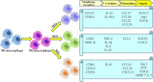 Maybe you would like to learn more about one of these? Frontiers Macrophage Related Chronic Inflammation In Non Healing Wounds Immunology