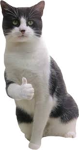 A Cat Giving An Encouraging Thumbs Up Cat Furry Cat Expressions Cute Cats And Kittens Bit.ly/memesmerch use code meme for an extra 5% discount ($49 )! a cat giving an encouraging thumbs up