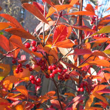 Chez vous en 3 clics ! Les Vegetaux Decoratifs En Automne