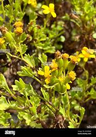 Image result for Cineraria saxifraga