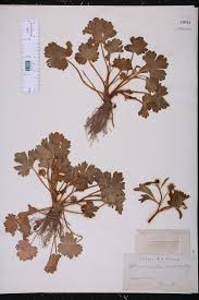 Image result for Pycreus muricatus