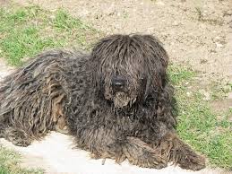 20 rare dog breeds from around the world crazy rich pets rare dogs rare dog breeds dog breeds medium