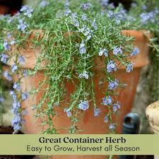 Image result for rosemary container