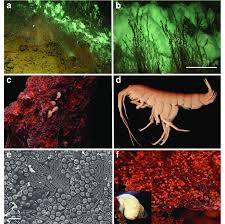 * hydrothermal potential (loki's castle) * hydrothermal potential (east scotia ridge) * hydrothermal potential (lost city) * 4moms mamaroo (deep sea) * bright starts ingenuity inlighten. Characteristic Invertebrates At The Loki S Castle Vent Field A Download Scientific Diagram