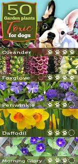 Garden flowers toxic to dogs. 50 Garden Plants Toxic To Dogs It S Surprising That So Many Varieties Of Common Garden Pla Plants Toxic To Dogs Plants Poisonous To Dogs Common Garden Plants