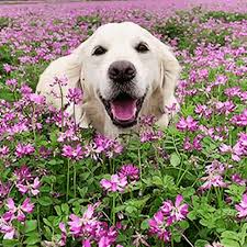 It's by no means comprehensive, so if you have pets check out (and bookmark) this resource from american society. Dog Flower Gif Dog Flower Smile Discover Share Gifs