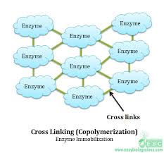 Cells derived from kidney tissues are anchorage dependent primary cell culture which requires another surface for attachment. Enzyme Immobilization Method Application Easy Biology Class