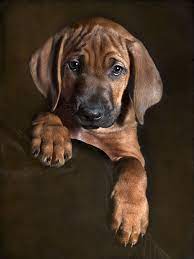 Rhodesian Ridgeback Pup Rhodesian Ridgeback Puppies Rhodesian Ridgeback Dog Rhodesian Ridgeback
