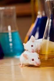 Experiment Mice On A Lab Table Surrounded By Chemical Glassware Sponsored Lab Mice Experiment Table Glass Dog Health Intestinal Parasites Animals