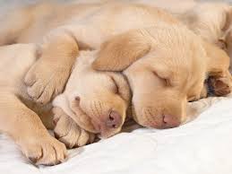 Mangez Mieux Pour Dormir Mieux 3 Conseils A Suivre Quotidiennement Astuces De Grand Mere Chien Chien Labrador Chien Mignon