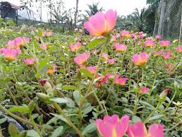 Cara cara penjagaan bunga rose biasa dan bunga rose jepun mp3 duration 6:52 size 15.72 mb / halamanrumah chennel 17. Peniaga Ros Jepun Ni Kongsi Cara Jaga Pokok Biar Subur Berbunga Lebat Khalifah Media