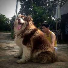 We are not a puppy mill and our females will only be bred once a year. Giant Alaskan Malamute Album On Imgur