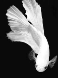 Vmburkhardt Betta Fish Betta Siamese Fighting Fish