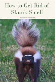 If a skunk sprays near your vehicle, the odor can linger and possibly even penetrate the tires. How To Get Rid Of Skunk Smell Modern Rustic Mom