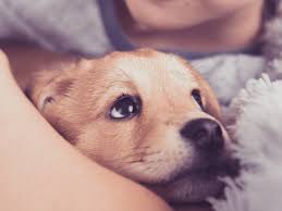 How to introduce dog to new puppy. The Dog Trainer What If Your Dog Dislikes The New Puppy Dog Trainer Quick And Dirty Tips