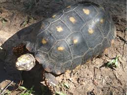 Basic Information Sheet Red Footed Tortoise Lafebervet