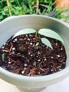 Image result for Landolphia kirkii