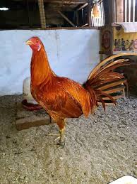 Di negara tersebut, sabung ayam yang paling diminati adalah sabung ayam pisau dan gilanya disana acara ini dilegalkan. Jual Ayam Pure Peruvian Dll Home Facebook