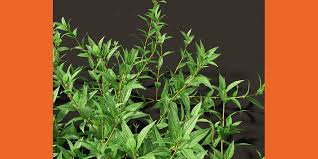 Image result for Pouzolzia