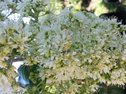 Image result for Galpinia transvaalica