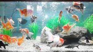 Ikan cupang aduan digemari banyak orang karena tubuhnya yang ramping dan warnanya yang mencolok. Mancingmania Xyz Kumpulan Aneka Jenis Ikan Hias Air Tawar Paling Populer Untuk Aquarium Memelihara Berbagai Macam Ikan Jenis Ik Air Tawar Ikan Aquarium Ikan