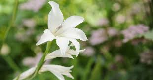 Image result for Gladiolus hollandii
