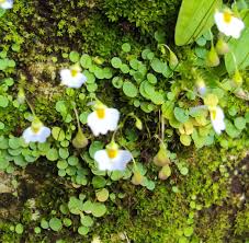 Image result for Utricularia striatula