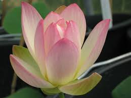 This is die lotosblume by schumann, with poetry by heine. Nelumbo Lotosblume Pink N Yellow Sb Pflanzenhandel