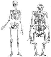 Like the forearm, the upper leg, or thigh, has a dense arrangement of many muscles. Human Leg Wikipedia
