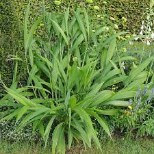 Image result for Setaria