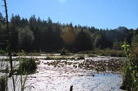 0.6 miles (1 km) allow 30 minutes 100 ft 30 m to delphi road pond parking caution boardwalk can be slippery, Mclane Creek Nature Trail Thurstontalk