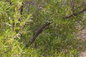 Image result for Heinsenia