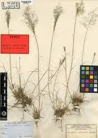 Image result for Eragrostis welwitschii